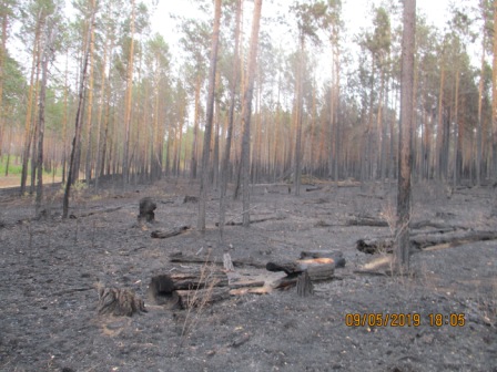 пожар лесной Тельма