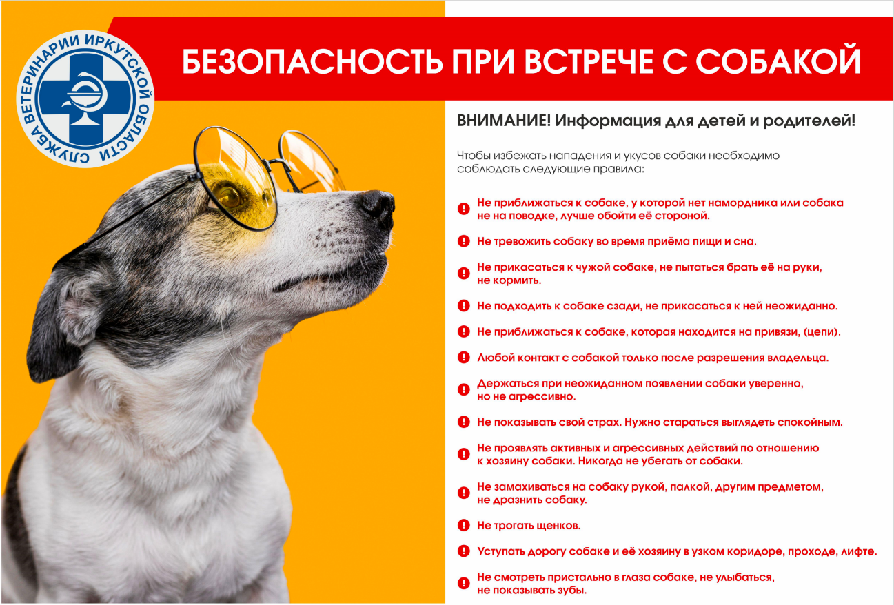 Информация   Безопасность при встрече с собакой