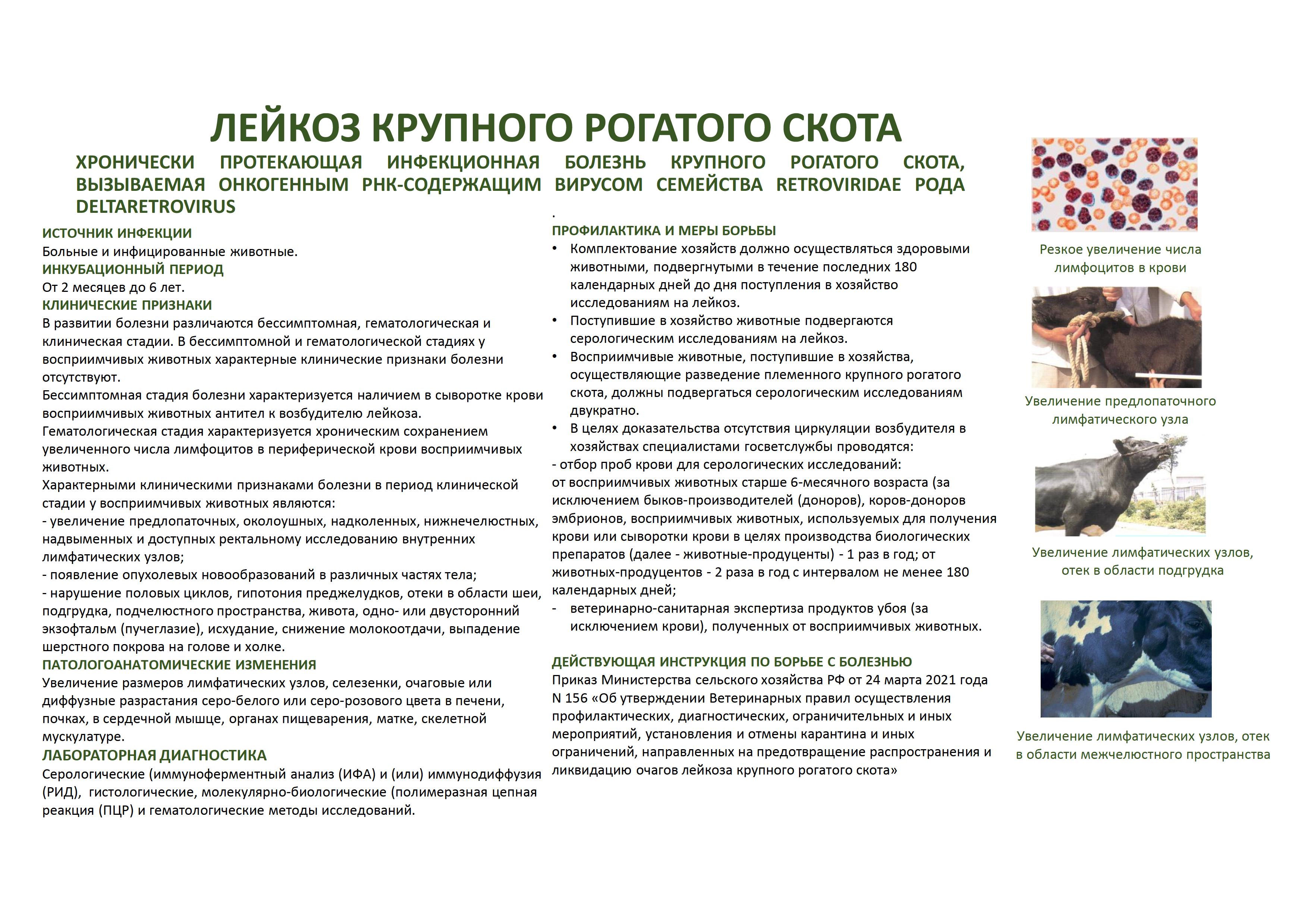 лейкоз крс